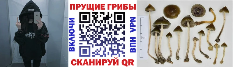 Псилоцибиновые грибы Psilocybe  блэк спрут рабочий сайт  Павловск  хочу  